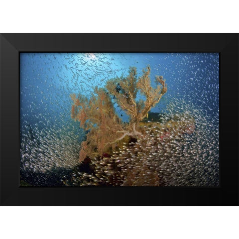 Sweeper fish school and sea fan, Papua, Indonesia Black Modern Wood Framed Art Print by Shimlock, Jones