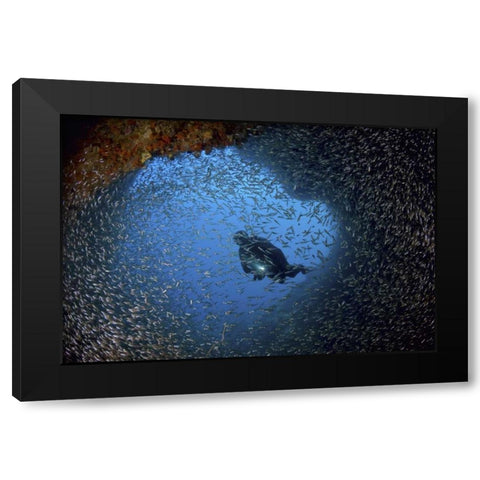Baitfish and diver at cave, Papua, Indonesia Black Modern Wood Framed Art Print by Shimlock, Jones