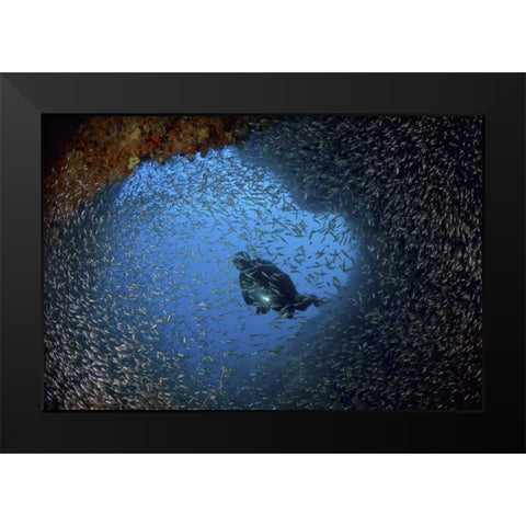Baitfish and diver at cave, Papua, Indonesia Black Modern Wood Framed Art Print by Shimlock, Jones