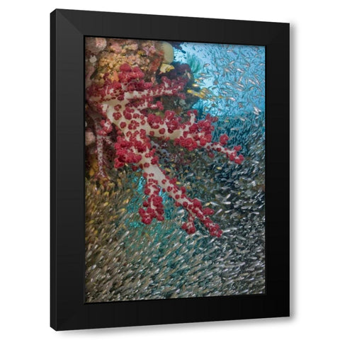 Baitfish around soft coral, Papua, Indonesia Black Modern Wood Framed Art Print by Shimlock, Jones