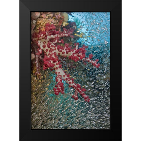 Baitfish around soft coral, Papua, Indonesia Black Modern Wood Framed Art Print by Shimlock, Jones