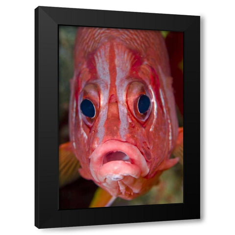 Colorful squirrelfish, Papua, Indonesia Black Modern Wood Framed Art Print by Shimlock, Jones