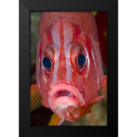 Colorful squirrelfish, Papua, Indonesia Black Modern Wood Framed Art Print by Shimlock, Jones