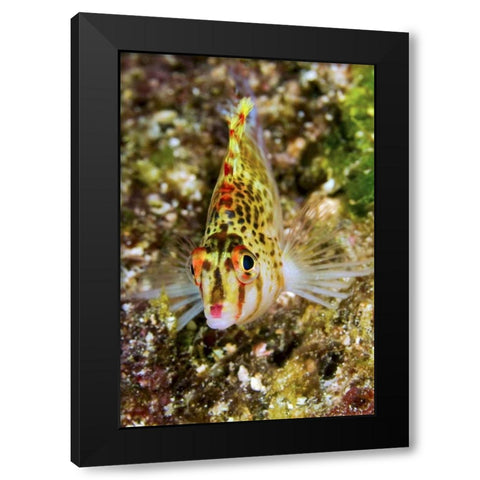 Colorful hawkfish, Raja Ampat, Papua, Indonesia Black Modern Wood Framed Art Print with Double Matting by Shimlock, Jones