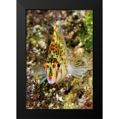 Colorful hawkfish, Raja Ampat, Papua, Indonesia Black Modern Wood Framed Art Print by Shimlock, Jones