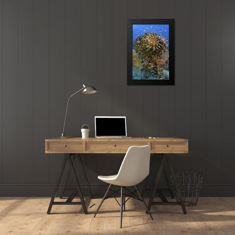 Feather star atop reef outcrop, Papua, Indonesia Black Modern Wood Framed Art Print by Shimlock, Jones