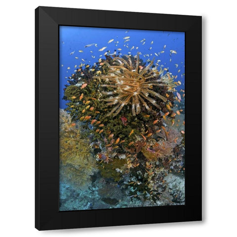 Feather star atop reef outcrop, Papua, Indonesia Black Modern Wood Framed Art Print by Shimlock, Jones