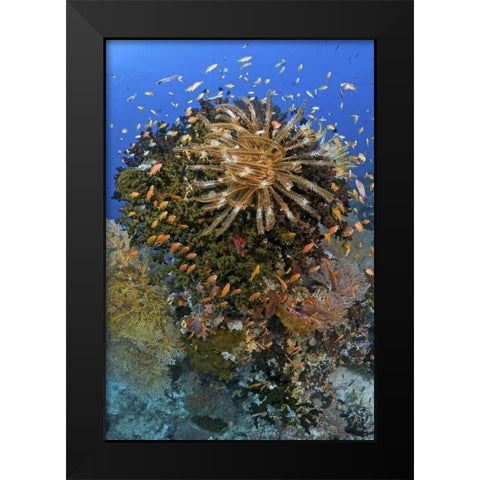 Feather star atop reef outcrop, Papua, Indonesia Black Modern Wood Framed Art Print by Shimlock, Jones