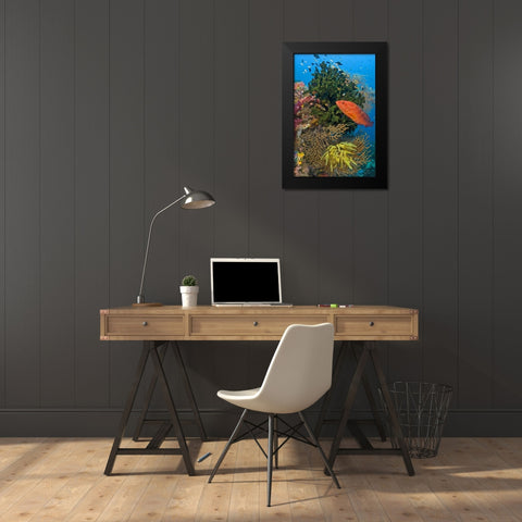 Coral trout swims past reef, Papua, Indonesia Black Modern Wood Framed Art Print by Shimlock, Jones
