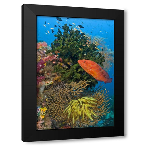 Coral trout swims past reef, Papua, Indonesia Black Modern Wood Framed Art Print with Double Matting by Shimlock, Jones