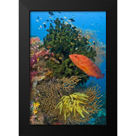 Coral trout swims past reef, Papua, Indonesia Black Modern Wood Framed Art Print by Shimlock, Jones