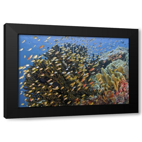 Fish swim past reef corals, Papua, Indonesia Black Modern Wood Framed Art Print with Double Matting by Shimlock, Jones