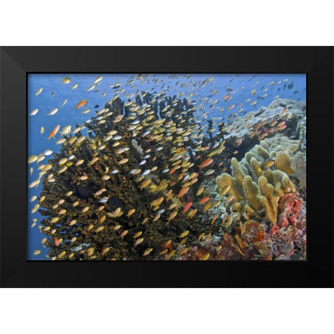 Fish swim past reef corals, Papua, Indonesia Black Modern Wood Framed Art Print by Shimlock, Jones
