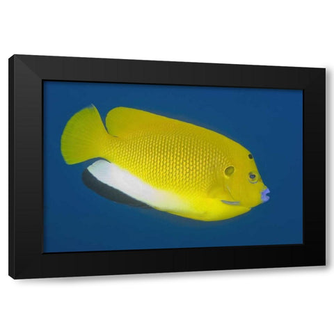 Angelfish, Raja Ampat, Papua, Indonesia Black Modern Wood Framed Art Print by Shimlock, Jones