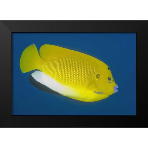 Angelfish, Raja Ampat, Papua, Indonesia Black Modern Wood Framed Art Print by Shimlock, Jones