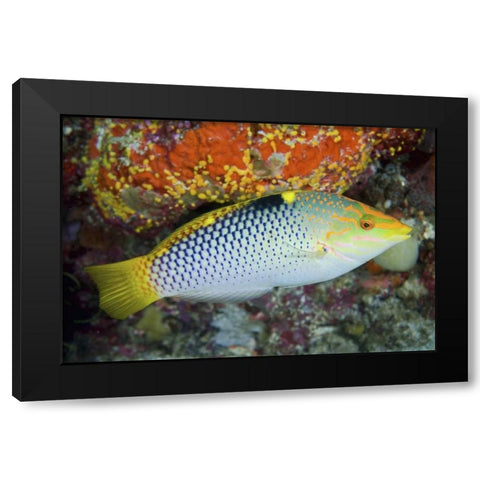 Colorful wrasse, Raja Ampat, Papua, Indonesia Black Modern Wood Framed Art Print with Double Matting by Shimlock, Jones