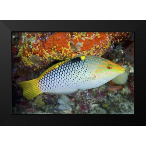 Colorful wrasse, Raja Ampat, Papua, Indonesia Black Modern Wood Framed Art Print by Shimlock, Jones