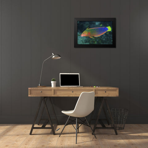 Colorful wrasse, Raja Ampat, Papua, Indonesia Black Modern Wood Framed Art Print by Shimlock, Jones