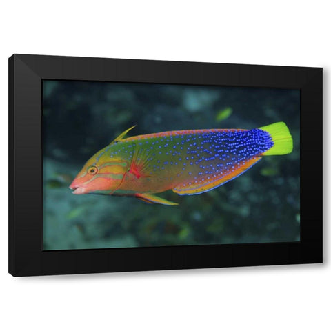 Colorful wrasse, Raja Ampat, Papua, Indonesia Black Modern Wood Framed Art Print with Double Matting by Shimlock, Jones