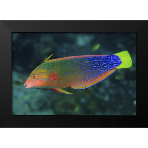 Colorful wrasse, Raja Ampat, Papua, Indonesia Black Modern Wood Framed Art Print by Shimlock, Jones