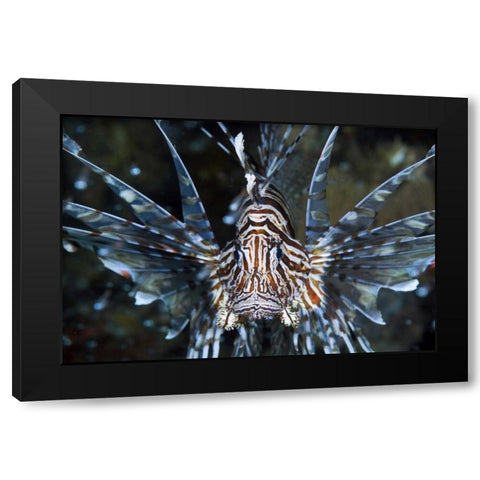 Frontal Poisonous scorpionfish, Papua, Indonesia Black Modern Wood Framed Art Print by Shimlock, Jones