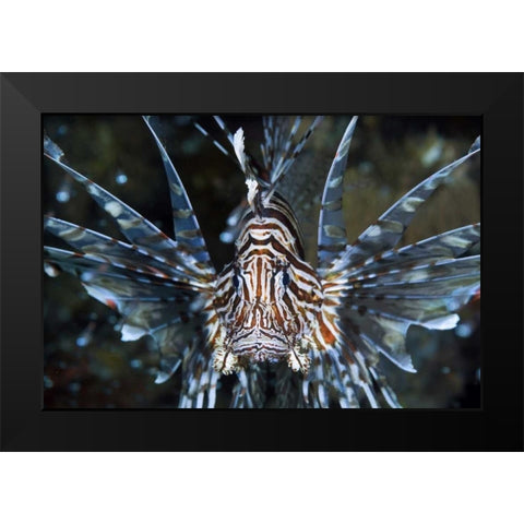 Frontal Poisonous scorpionfish, Papua, Indonesia Black Modern Wood Framed Art Print by Shimlock, Jones
