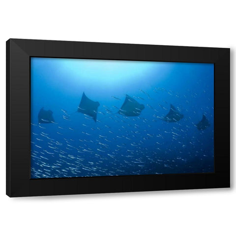 Five rays swim past baitfish, Papua, Indonesia Black Modern Wood Framed Art Print by Shimlock, Jones