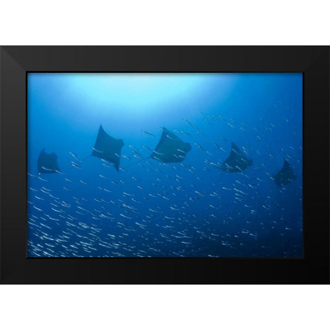 Five rays swim past baitfish, Papua, Indonesia Black Modern Wood Framed Art Print by Shimlock, Jones