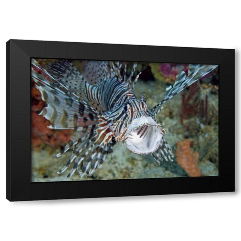 Poisonous scorpionfish yawning, Papua, Indonesia Black Modern Wood Framed Art Print by Shimlock, Jones
