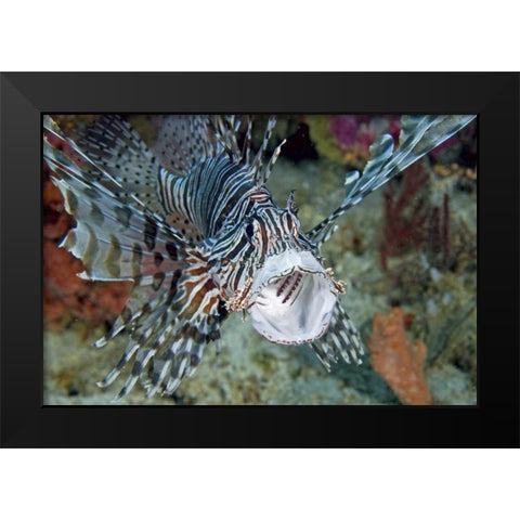 Poisonous scorpionfish yawning, Papua, Indonesia Black Modern Wood Framed Art Print by Shimlock, Jones