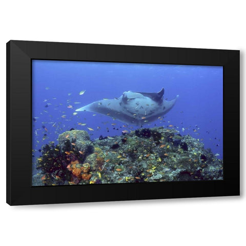 Manta ray glides over reef, Irian Jaya, Indonesia Black Modern Wood Framed Art Print by Shimlock, Jones