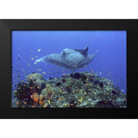 Manta ray glides over reef, Irian Jaya, Indonesia Black Modern Wood Framed Art Print by Shimlock, Jones