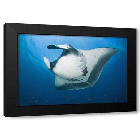 Manta rays underside, Irian Jaya, Indonesia Black Modern Wood Framed Art Print by Shimlock, Jones