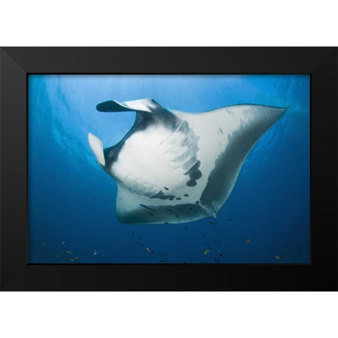 Manta rays underside, Irian Jaya, Indonesia Black Modern Wood Framed Art Print by Shimlock, Jones