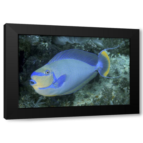 Surgeonfish, Irian Jaya, West Papua, Indonesia Black Modern Wood Framed Art Print by Shimlock, Jones
