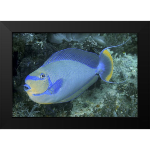 Surgeonfish, Irian Jaya, West Papua, Indonesia Black Modern Wood Framed Art Print by Shimlock, Jones
