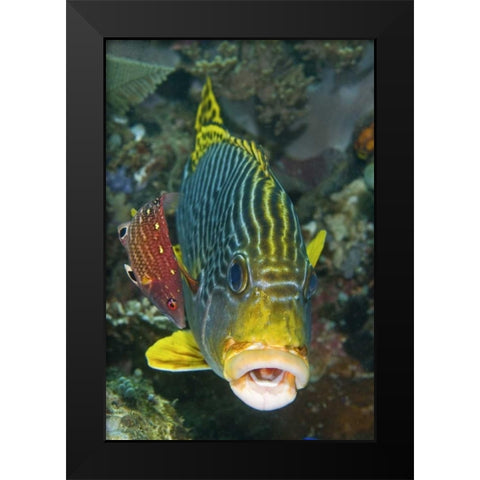 Lined sweetlip fish is being cleaned, Indonesia Black Modern Wood Framed Art Print by Shimlock, Jones