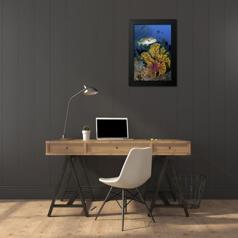 Sweetlip fish over coral, Irian Jaya, Indonesia Black Modern Wood Framed Art Print by Shimlock, Jones