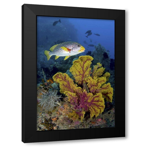 Sweetlip fish over coral, Irian Jaya, Indonesia Black Modern Wood Framed Art Print by Shimlock, Jones
