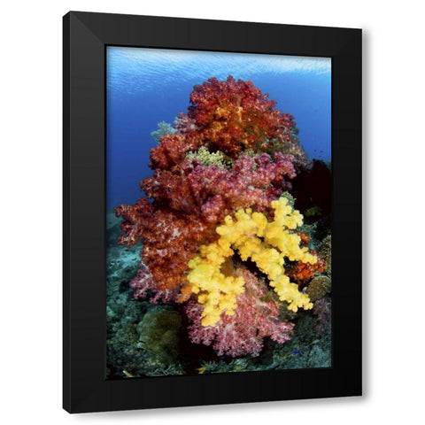 Corals on reef, Irian Jaya, West Papua, Indonesia Black Modern Wood Framed Art Print by Shimlock, Jones