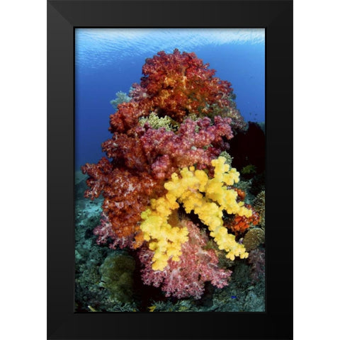 Corals on reef, Irian Jaya, West Papua, Indonesia Black Modern Wood Framed Art Print by Shimlock, Jones