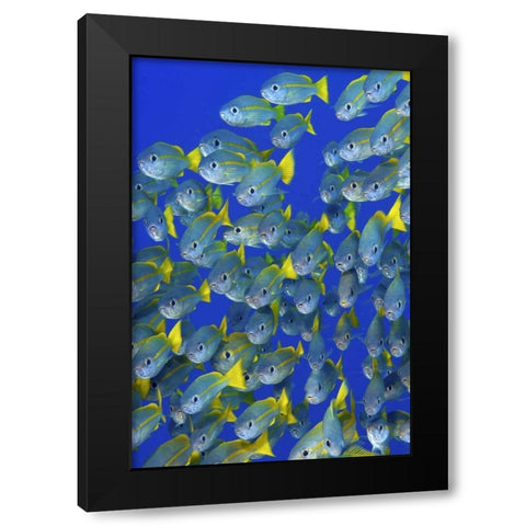 Yellowtail snapper fish, Irian Jaya, Indonesia Black Modern Wood Framed Art Print with Double Matting by Shimlock, Jones