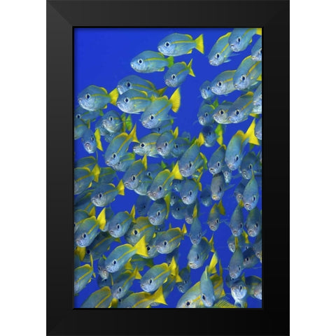 Yellowtail snapper fish, Irian Jaya, Indonesia Black Modern Wood Framed Art Print by Shimlock, Jones