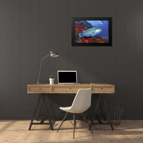 Parrotfish, Irian Jaya, West Papua, Indonesia Black Modern Wood Framed Art Print by Shimlock, Jones
