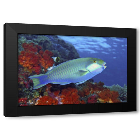 Parrotfish, Irian Jaya, West Papua, Indonesia Black Modern Wood Framed Art Print with Double Matting by Shimlock, Jones