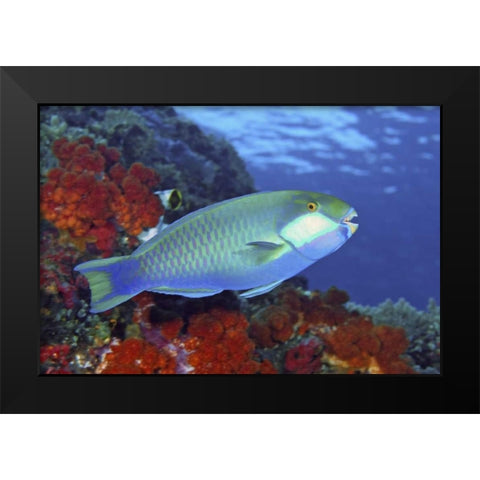 Parrotfish, Irian Jaya, West Papua, Indonesia Black Modern Wood Framed Art Print by Shimlock, Jones