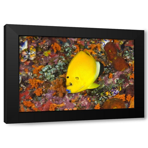 Angelfish, Irian Jaya, West Papua, Indonesia Black Modern Wood Framed Art Print with Double Matting by Shimlock, Jones