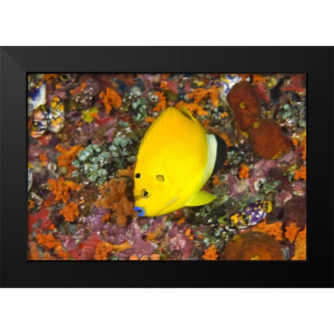 Angelfish, Irian Jaya, West Papua, Indonesia Black Modern Wood Framed Art Print by Shimlock, Jones