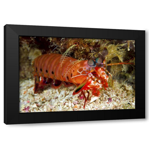 Shrimp on ocean floor, Irian Jaya, Indonesia Black Modern Wood Framed Art Print by Shimlock, Jones