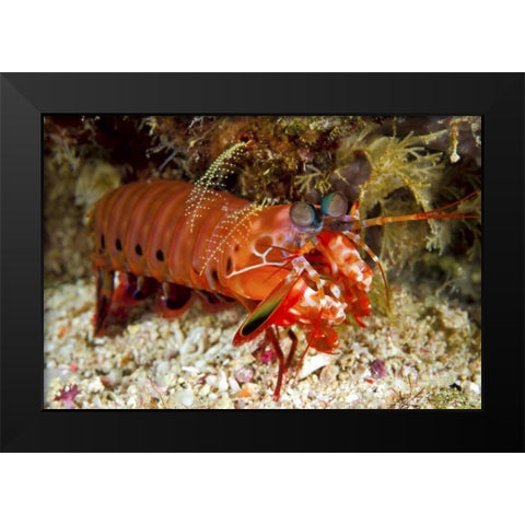 Shrimp on ocean floor, Irian Jaya, Indonesia Black Modern Wood Framed Art Print by Shimlock, Jones